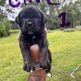 Cane Corso Puppies Ready for New Homes on October 20th in Chestertown, md