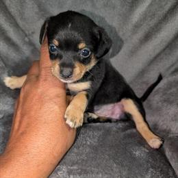 Tcup Chihuahua Puppies Available - 6 Weeks Old in Fayetteville, nc