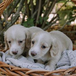 Miniature Cream Dachshund Puppies Available in Frankfort, in