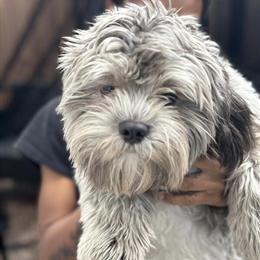 Shih Tzu Puppy Available in Miami, fl