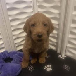 Labradoodle Puppies - 5 Weeks Old, Available After 8/2 in Buckeye, az