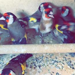 European Goldfinch for Sale - $200 Each in Cliffside Park, nj
