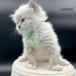 Ragdoll Kittens Available - 3 TICA Registered Females in Las Vegas, nv