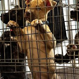 German Shepherd Husky Pit Mix Puppies Available in Lansing, mi