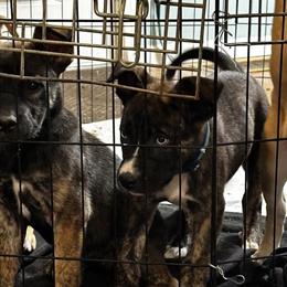 German Shepherd Mix Puppies Available in Lansing, mi