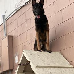 Male Belgian Malinois, 2 Years Old in Winter Park, fl
