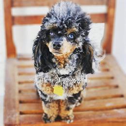 Proven AKC Blue Merle Toy Poodle Stud Available for Breeding in Casa Grande, az
