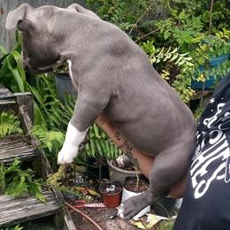 American Bully Females Available - ABKC Registered in Lake City, fl