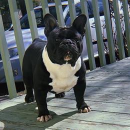 2-Year-Old French Bulldog for $2000 in Long Island in New York, ny