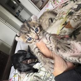 Savannah x Lynx Kittens Available in Huntington Beach, ca