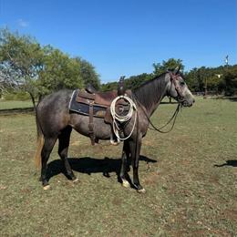 Well-Trained Mare for Sale in Miami, fl