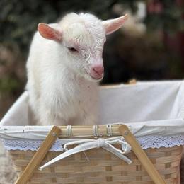 Nigerian Dwarf Goats Ready for New Homes in Miami, fl