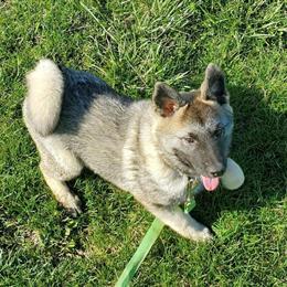 Norwegian Elkhound Puppies for Sale - 10 Weeks to 4 Months Old in Davenport, ia