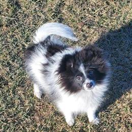 Pomeranian puppies ready for new homes now in Davenport, ia