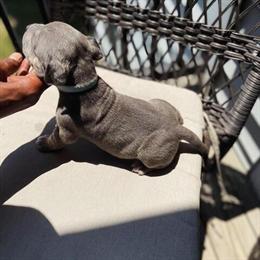 XL American Bully Puppies with Amazing Pedigree in Nottingham, md