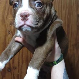 Olde Boston Bulldogge Puppies Available in Brookhaven, ny