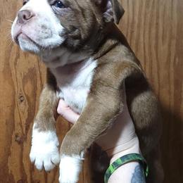 Olde Boston Bulldogges Available from Pandora X Chip in Brookhaven, ny
