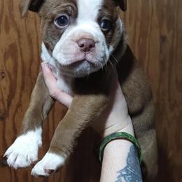 Olde Boston Bulldogge Puppies Available in Brookhaven, ny