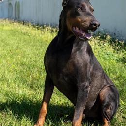 AKC Doberman Puppies Available in Orlando, fl