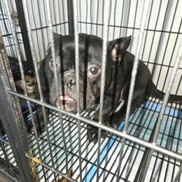 Brindle and Black Male and Female Dogs Looking for Forever Home in Fayetteville, nc