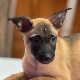 Belgian Malinois Puppies Available for Loving Homes in Dallas, tx