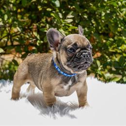 Black Sable Male French Bulldog Ready for a New Home in Riverside, ca