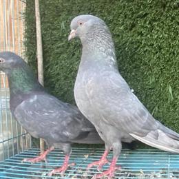 Pakistani Highflier Pigeons for Sale in Sacramento, ca