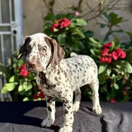 Liver Dalmatian Male Puppy Available for Rehoming in Riverside, ca