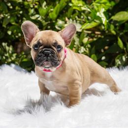 Adorable Purebred French Bulldog Puppies Ready for New Homes in Riverside, ca