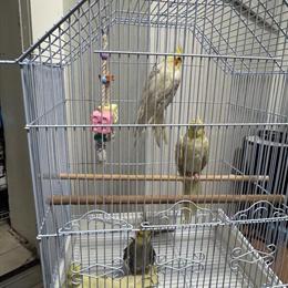 10 Months Old Puppies Available in Brooklyn, ny