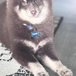 Chocolate Pomsky Available for Adoption in Tampa, fl