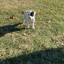 Pit Bull and English Bulldogs Available for Adoption in Cleveland, oh