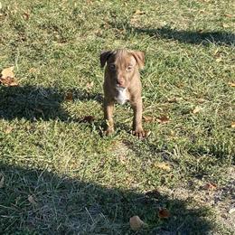 Puppies Ready for New Homes in Cleveland, oh