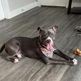 Blue Nose Pitbull Looking for Forever Home in Houston, tx