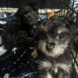 Schnauzer and Toy Poodle Mix Puppies for Adoption in Houston, tx