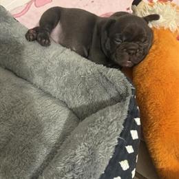 French Bulldog Puppies Available in Safety Harbor, fl