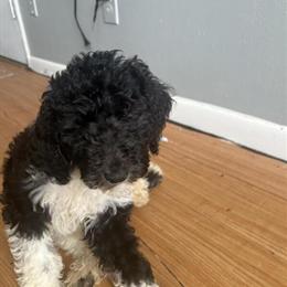 10-Week-Old Male Goldendoodle Puppies for Sale in Columbus, oh