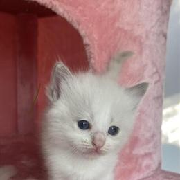 Male Lilac Bicolor Ragdoll Kitten Seeking Forever Home in Lock Haven, pa