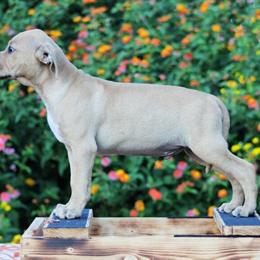 Champion Sired American Pit Bull Terrier Puppy Available in Jefferson, ga
