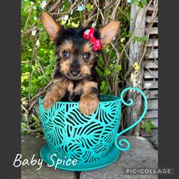 Yorkshire Terrier Puppies - 4 Girls and 1 Boy Available in Millersburg, oh