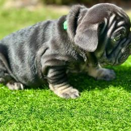 French Bulldog Puppies Ready for New Homes Now in Niles, mi
