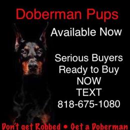 Top Quality Doberman Puppies for Sale in San Diego, ca
