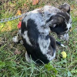 Australian Shepherd Puppies Available - 2 Girls and 1 Boy Left in Ashtabula, oh
