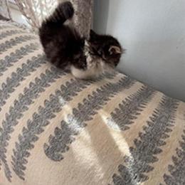 Minuet Kitten Millie Available in Roanoke, va