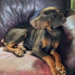 Red Doberman Pinscher Puppy for Sale in Gaffney, sc