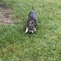 Bully looking for a forever home in Columbus, oh