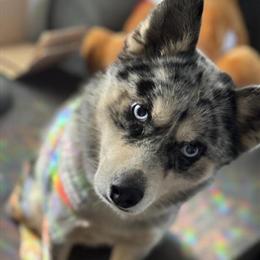 Pomsky Puppy Looking for Forever Home in Cloverdale, in