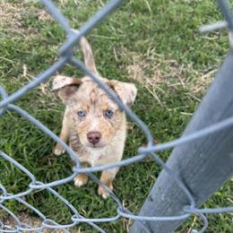 Pomsky Puppy Looking for Forever Home in Cloverdale, in
