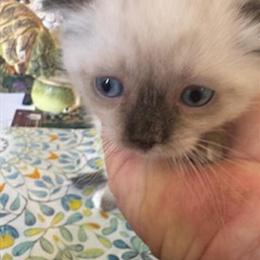 Scottish Terrier Arnie Available for Adoption in Roanoke, va