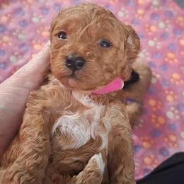 Toy Poodle Puppies Available - Girls and Boys Ready Soon in Southgate, mi